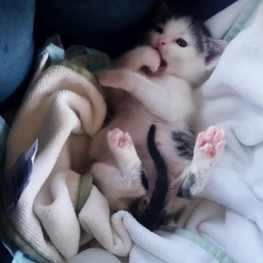 Johnny, Adoptable, Kitten Male Domestic Medium Hair.