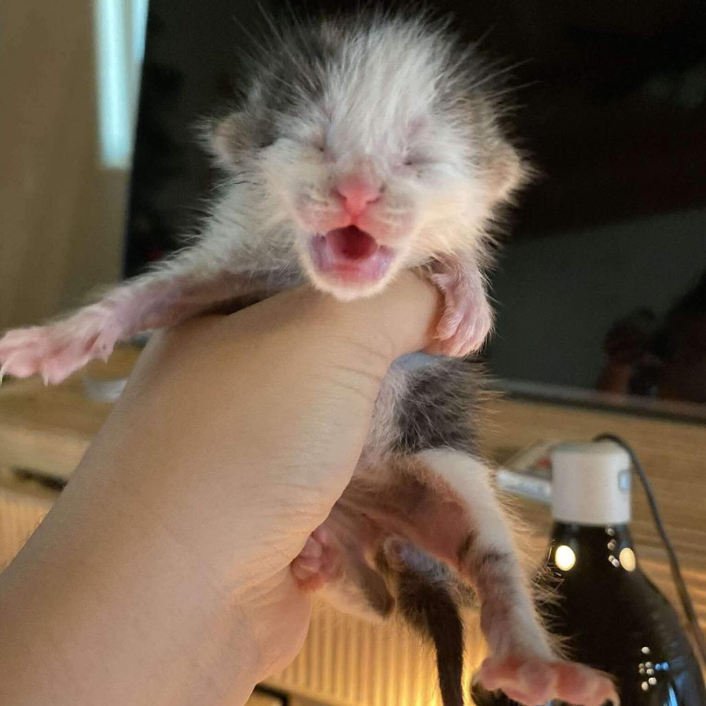 Elmo, a Adoptable Domestic Medium Hair in Pahoa, HI image 3/6