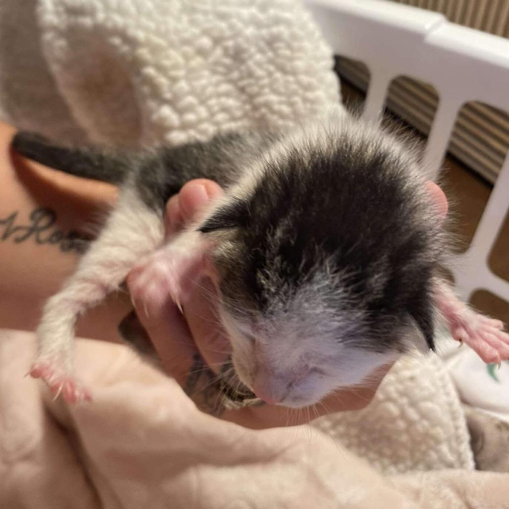 Elmo, a Adoptable Domestic Medium Hair in Pahoa, HI image 4/6