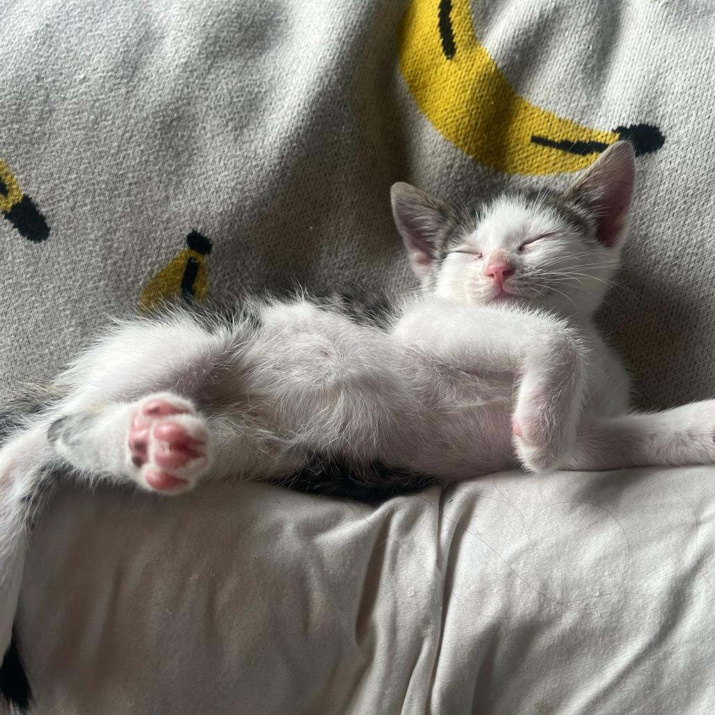 Elmo, a Adoptable Domestic Medium Hair in Pahoa, HI image 5/6