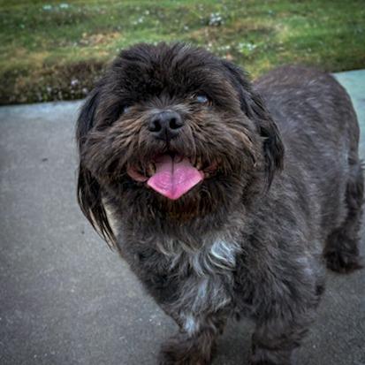 Wilbur, Adoptable, Adult Male Shih Tzu.