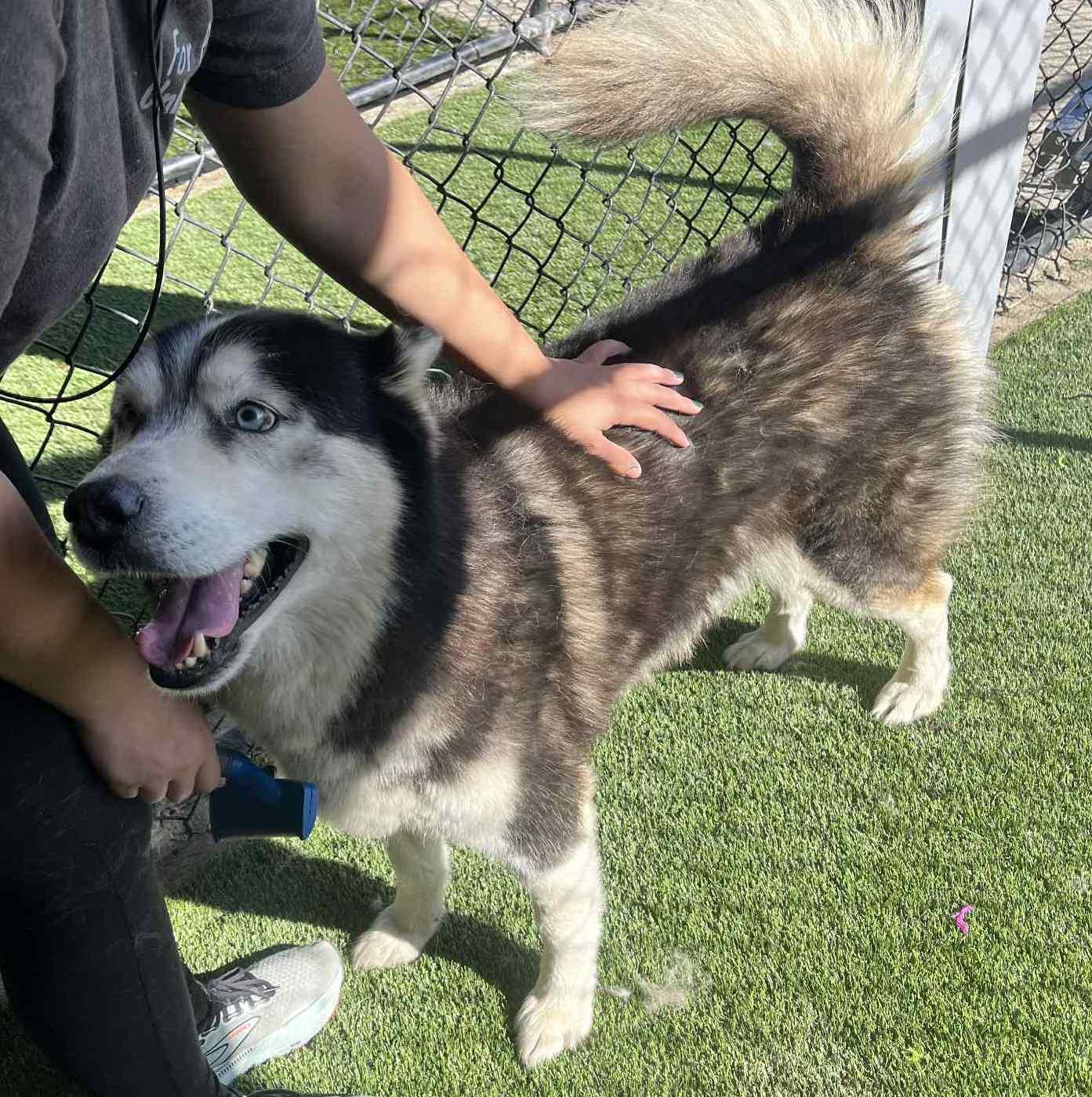 Rex, Adoptable, Adult Male Siberian Husky.