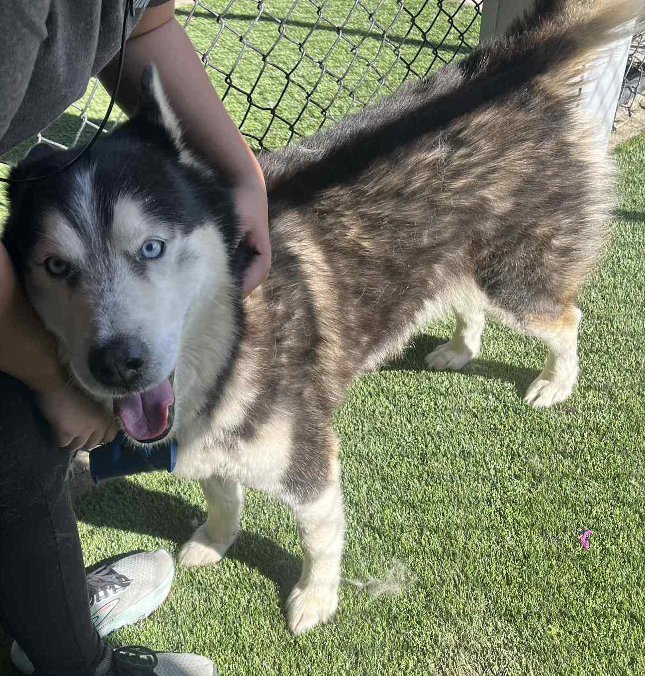 Rex, a Adoptable Siberian Husky in Richmond, KY image 3/6