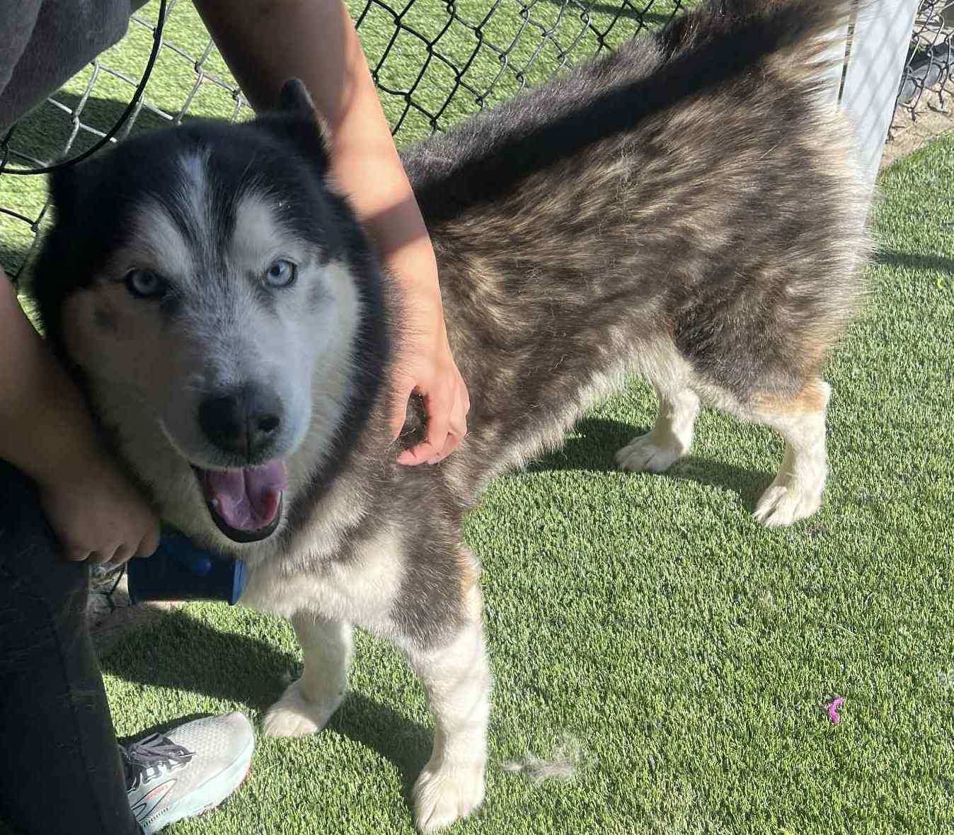Rex, a Adoptable Siberian Husky in Richmond, KY image 5/6