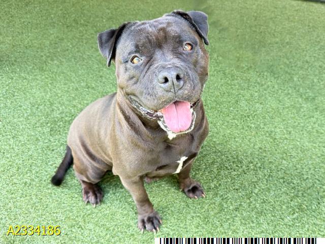 Enlarge MERCEDES, a Adoptable Mixed Breed in West Palm Beach, FL image 1/1