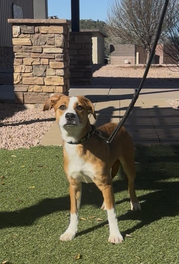 Enlarge Racuna, an adopted mixed breed in Payson, AZ image 2/3