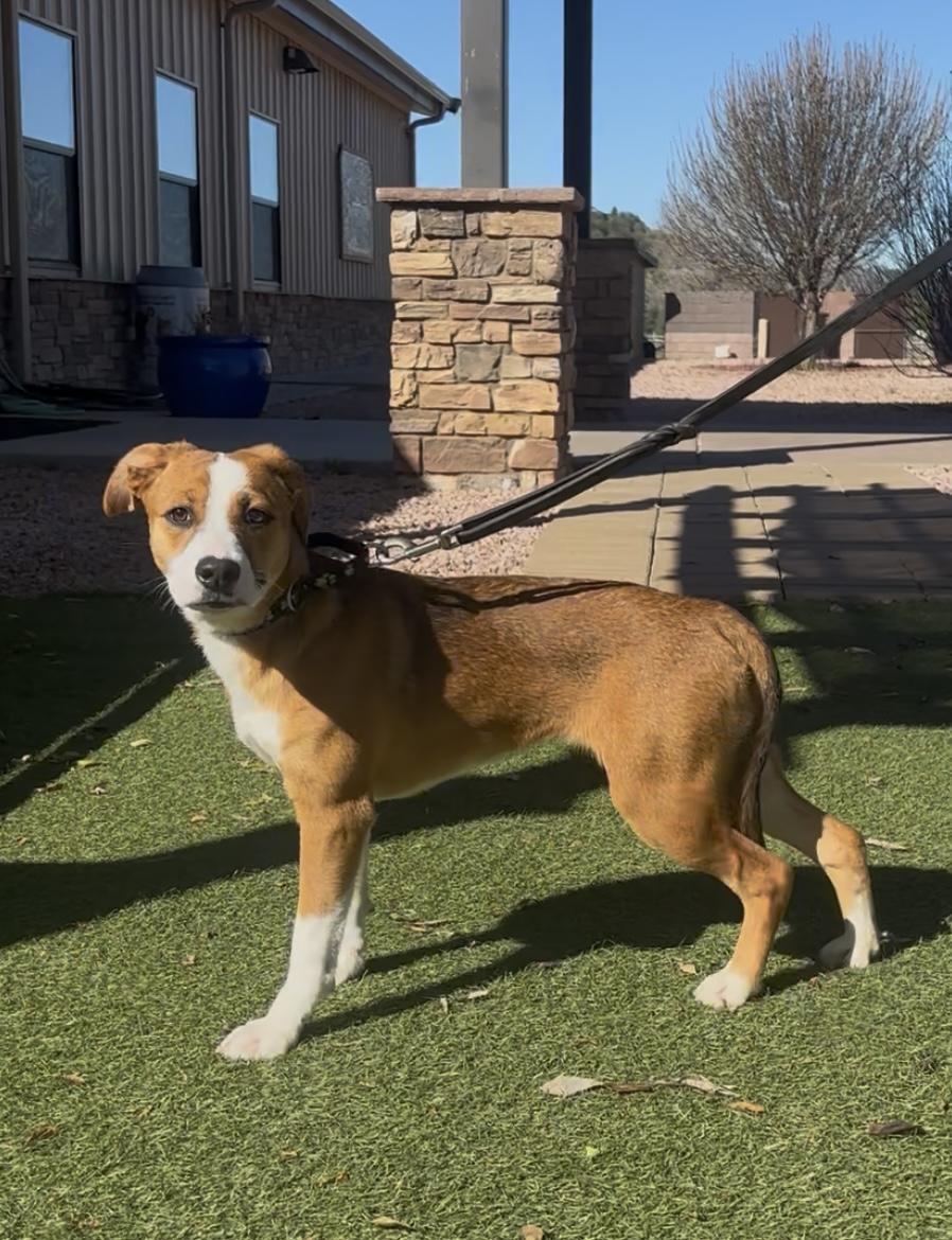 Enlarge Racuna, an adopted mixed breed in Payson, AZ image 3/3