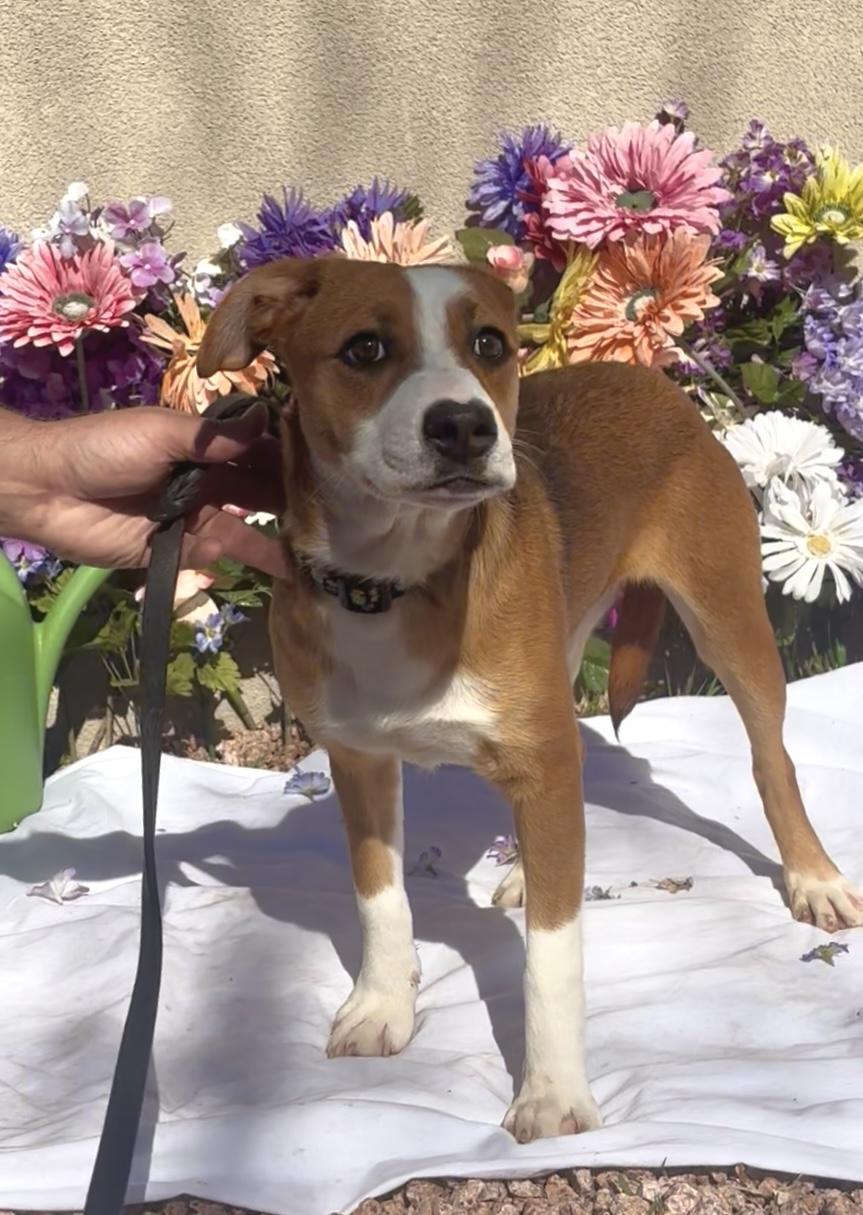 Racuna, adopted, Young Female Jack Russell Terrier.