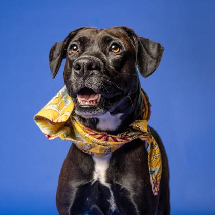 Pawnee — thumbnail 2