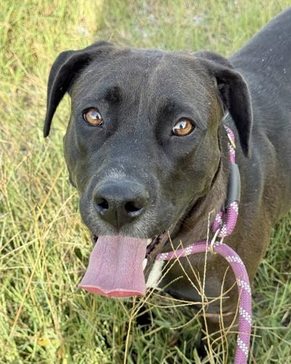 Pawnee — thumbnail 3