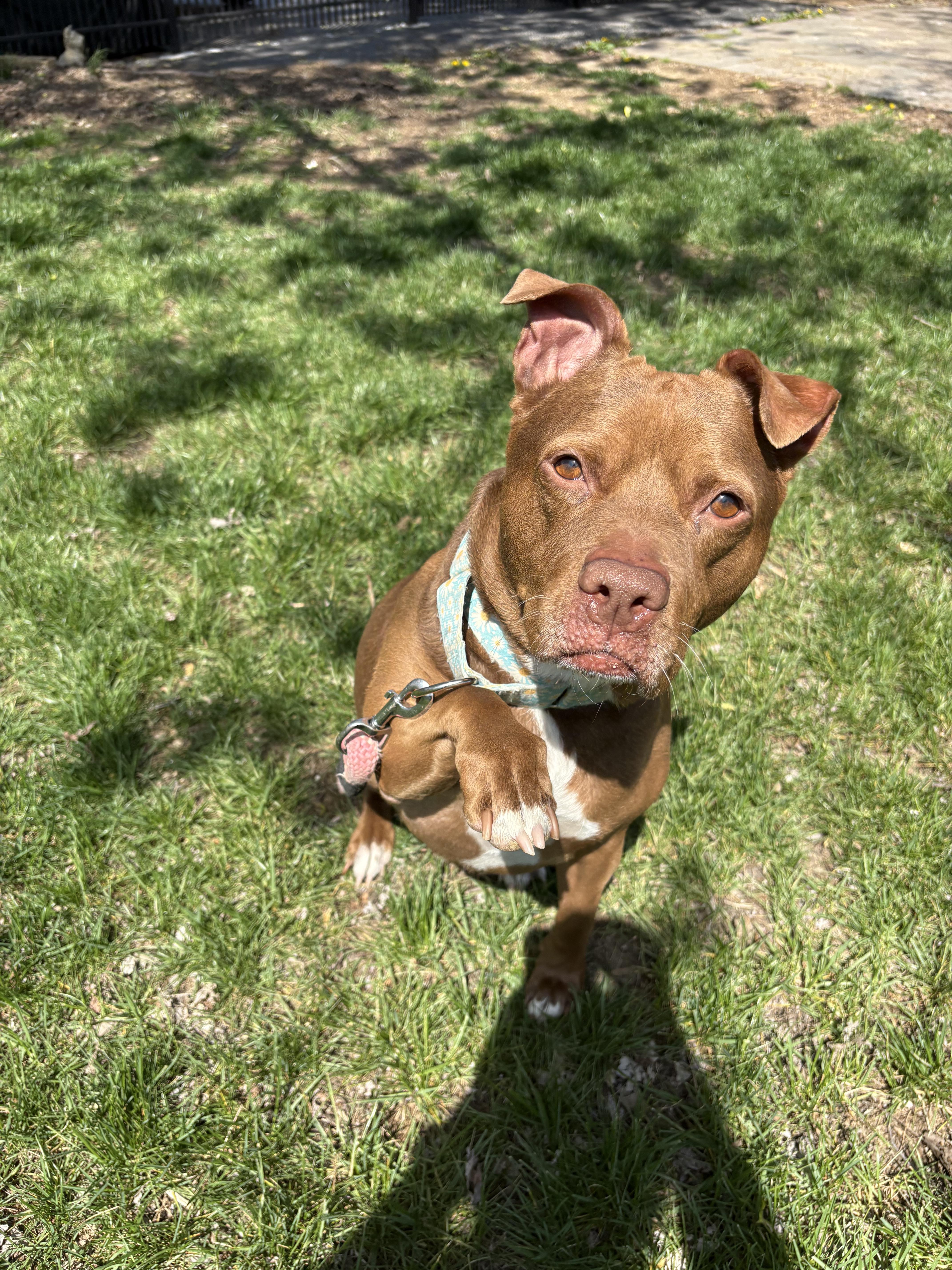 Fawn, Adoptable, Senior Female Mixed Breed & Mixed Breed.