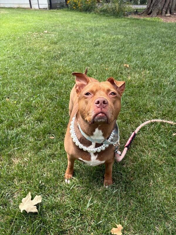 Enlarge Fawn, a Adoptable mixed breed in Cincinnati, OH image 2/6