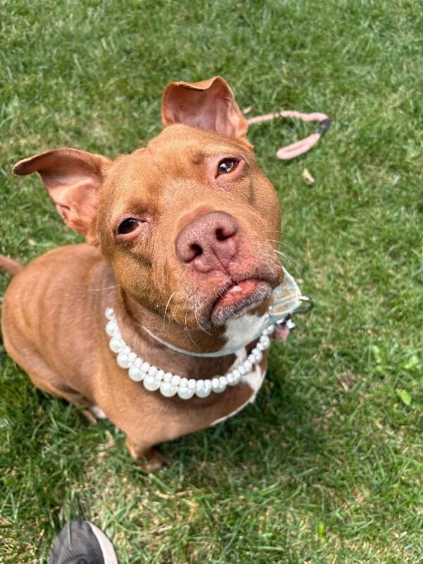 Enlarge Fawn, a Adoptable mixed breed in Cincinnati, OH image 4/6