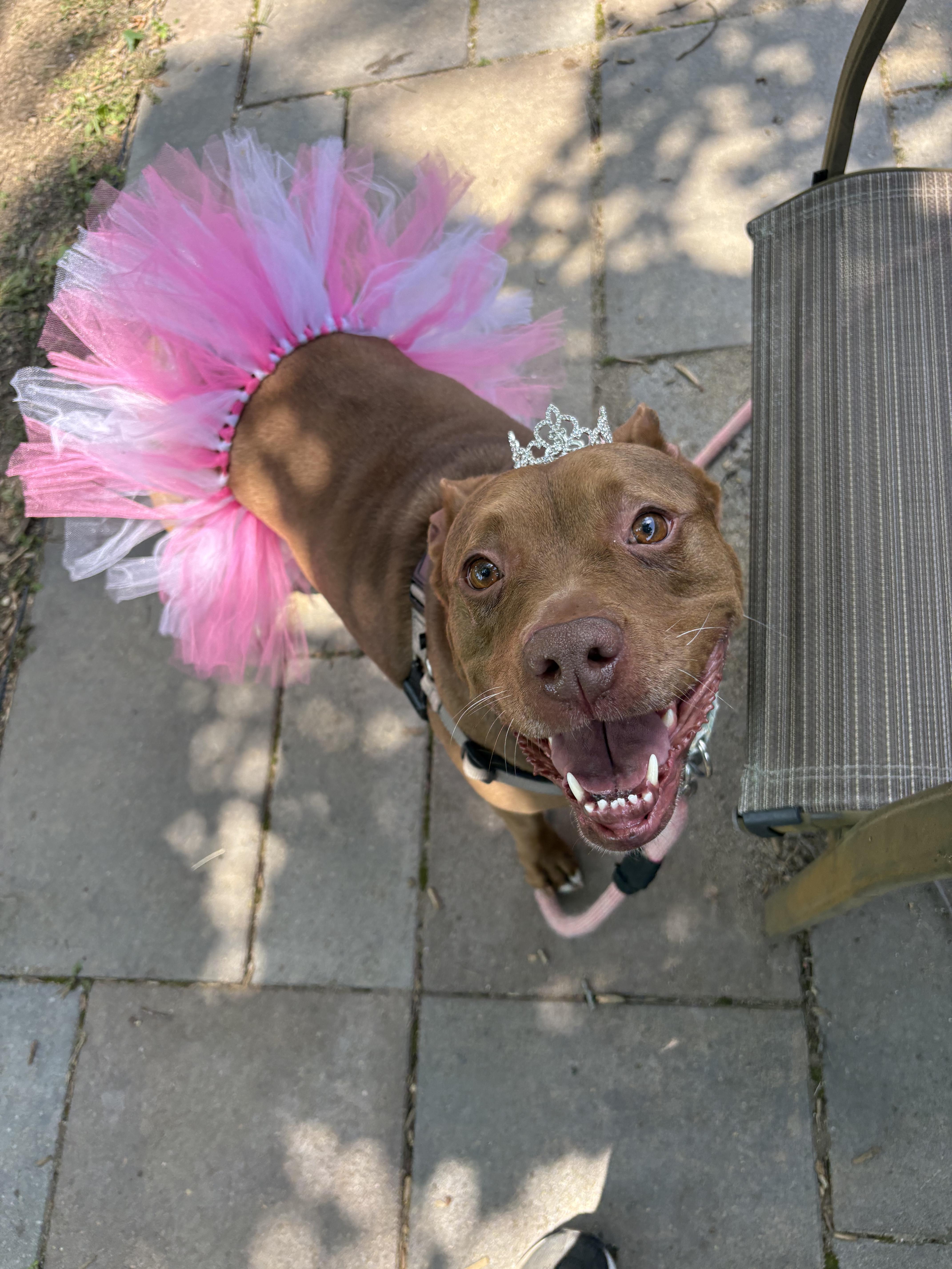 Enlarge Fawn, a Adoptable mixed breed in Cincinnati, OH image 5/6