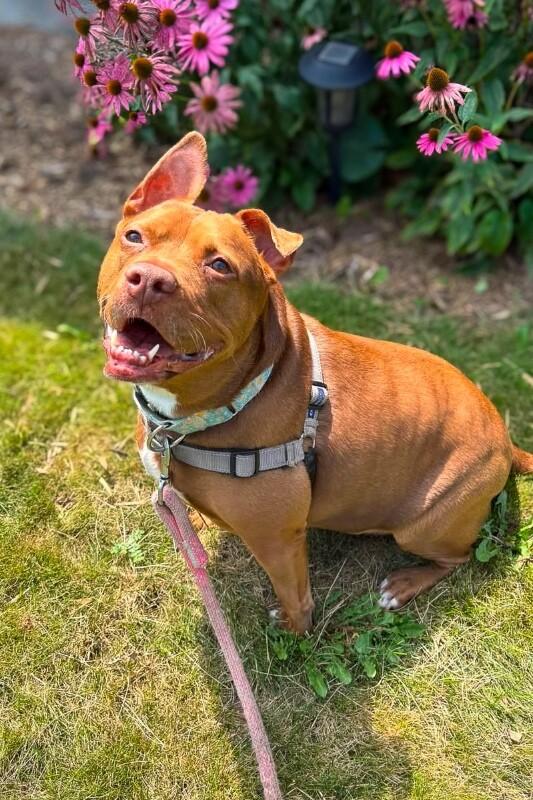 Enlarge Fawn, a Adoptable mixed breed in Cincinnati, OH image 6/6
