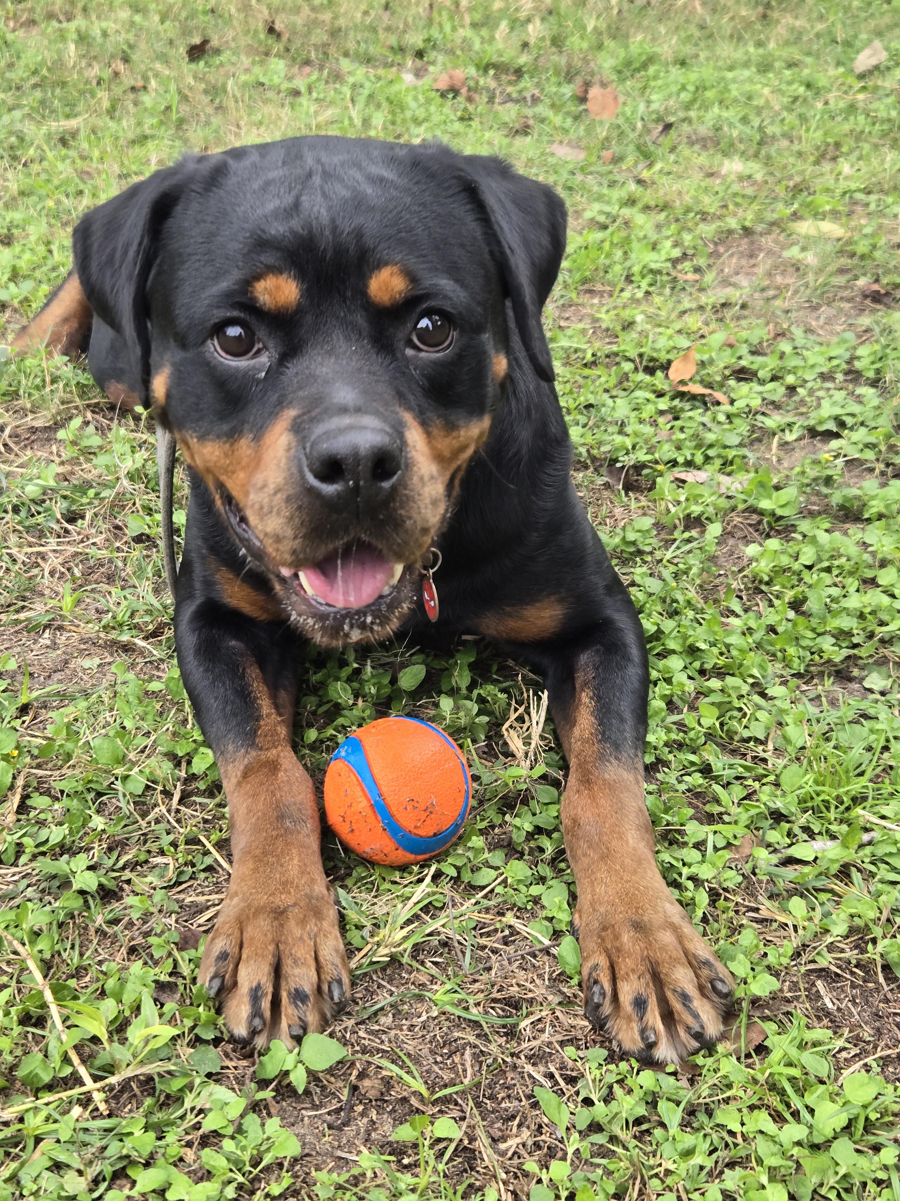 Bean, Adoptable, Adult Female Rottweiler.