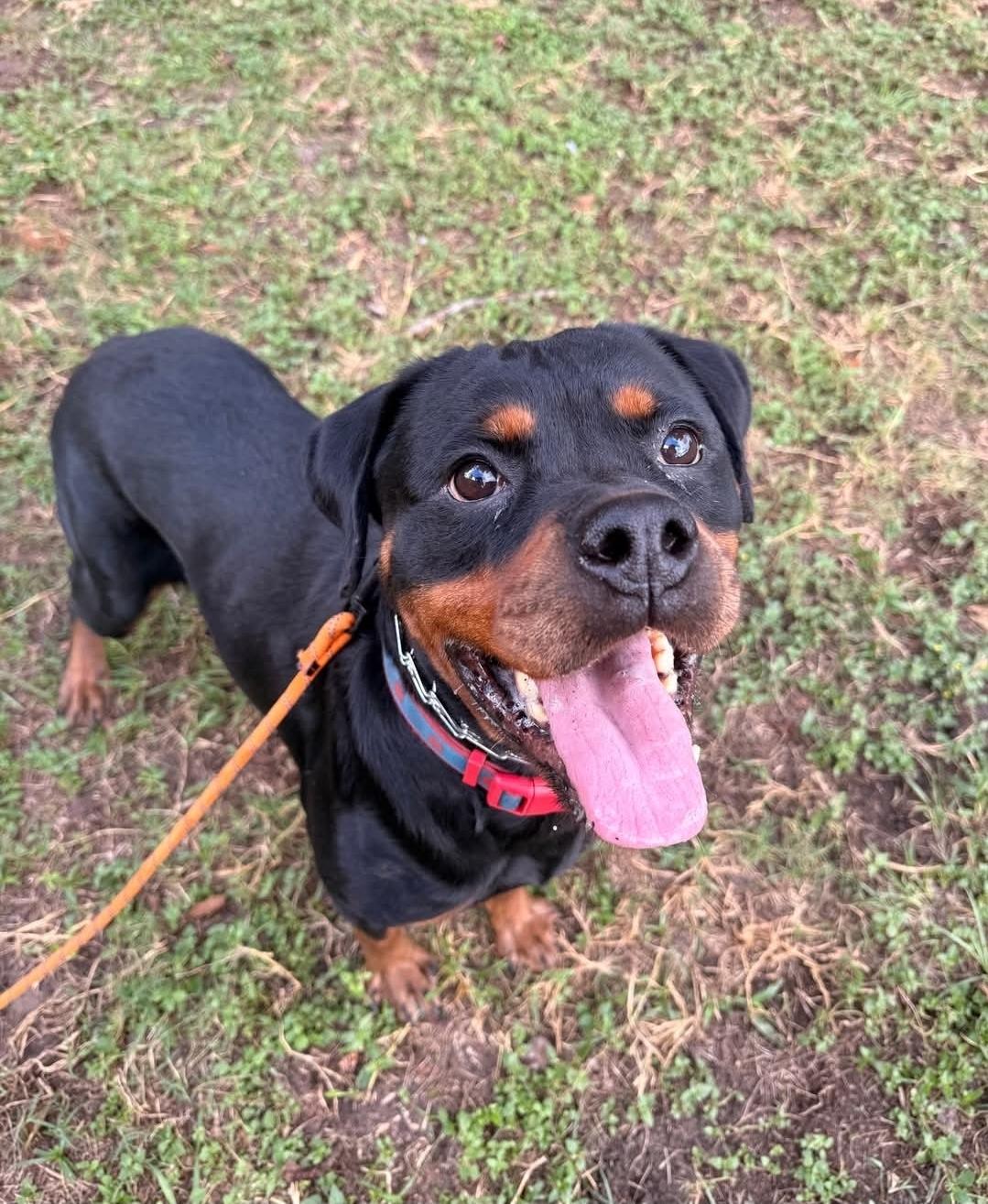 Enlarge Bean, a Adoptable Rottweiler in ocala, FL image 2/3