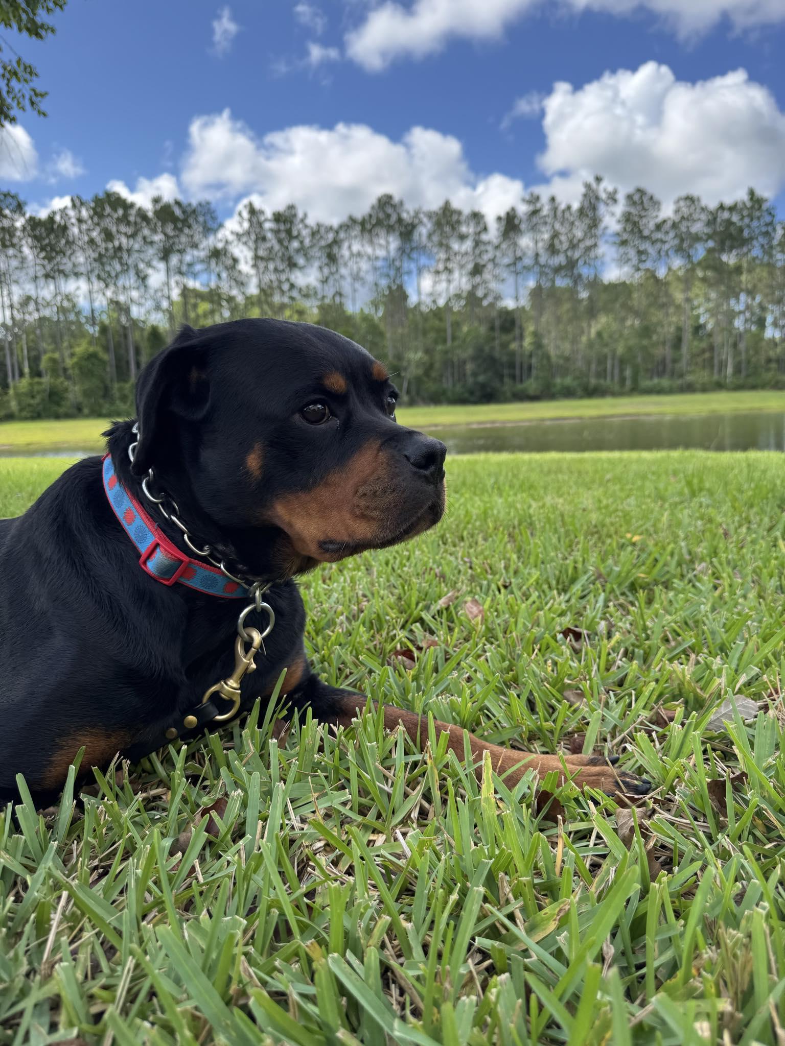 Enlarge Bean, a Adoptable Rottweiler in ocala, FL image 3/3