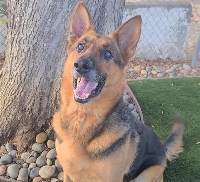 Enlarge ANGEL, a Adoptable German Shepherd Dog in Antioch, CA image 1/1