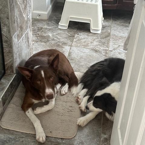 Enlarge Kayce, a Adoptable Border Collie in boulder, CO image 3/5