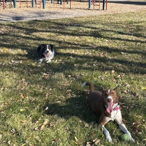 Enlarge Kayce, a Adoptable Border Collie in boulder, CO image 2/5