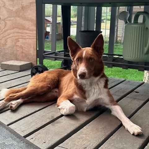 Enlarge Kayce, a Adoptable Border Collie in boulder, CO image 4/5