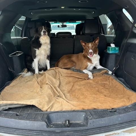 Enlarge Kayce, a Adoptable Border Collie in boulder, CO image 5/5