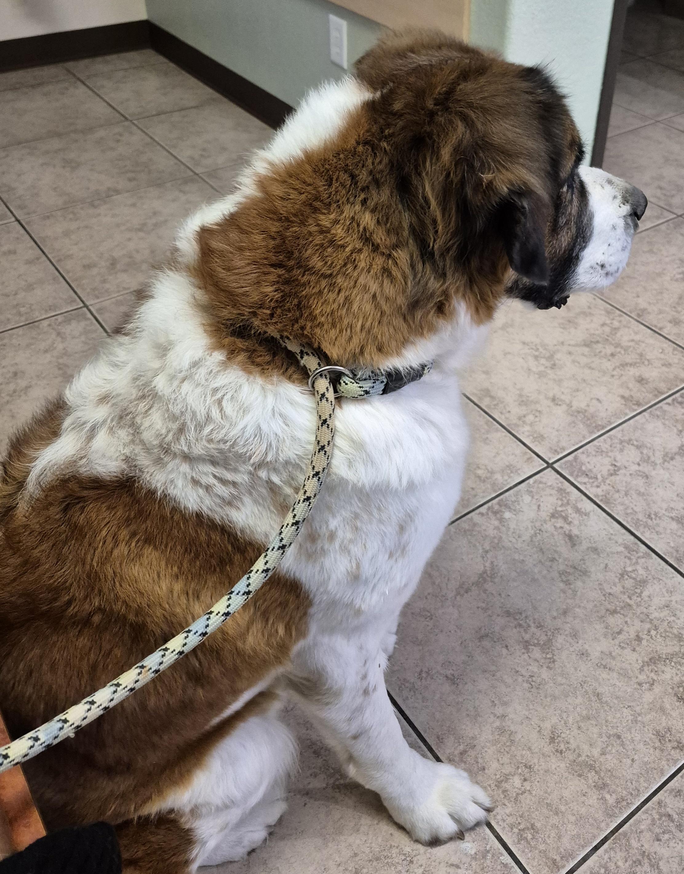 Enlarge Nana, an adopted mixed breed in Las Vegas, NV image 2/2