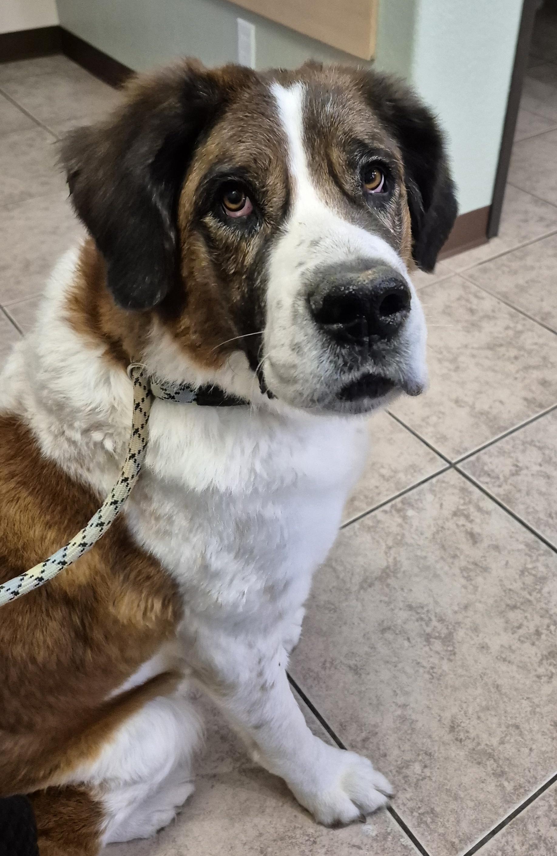 Enlarge Nana, an adopted mixed breed in Las Vegas, NV image 1/2