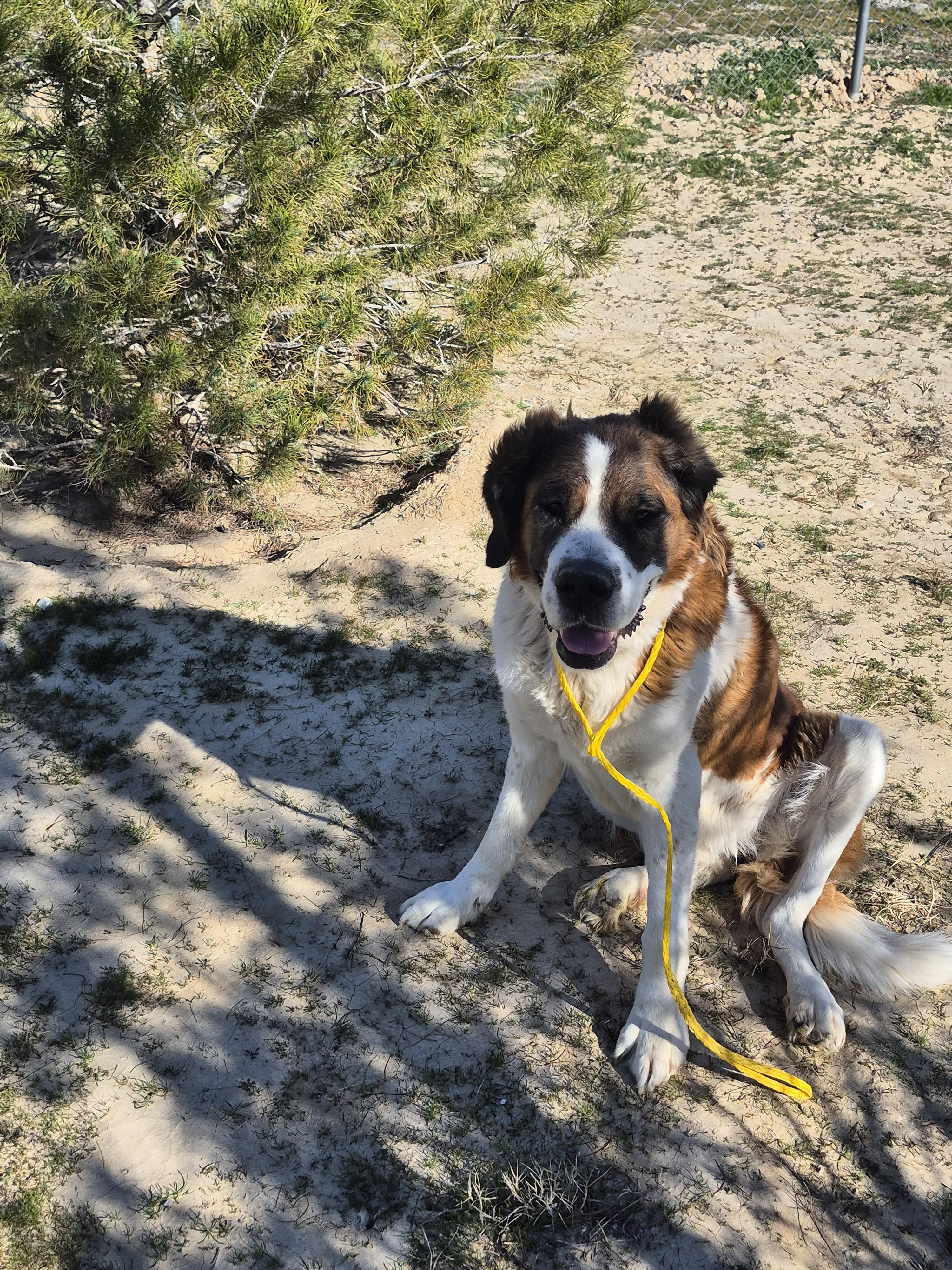 Enlarge Nana, a ADOPTABLE mixed breed in Las Vegas, NV image 2/2