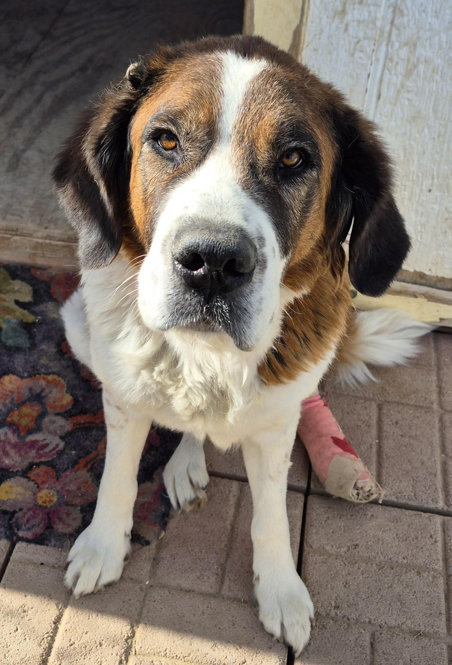 Nana, ADOPTABLE, Adult Female Saint Bernard.