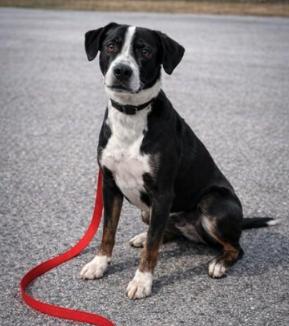 Elara, Adoptable, Young Female Labrador Retriever & Hound.