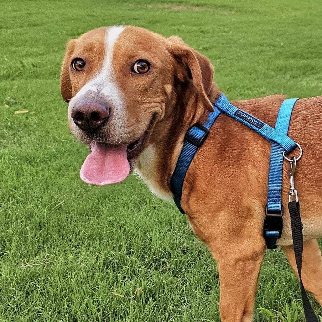 Shilo, a Adoptable mixed breed in Tempe, AZ image 1/6