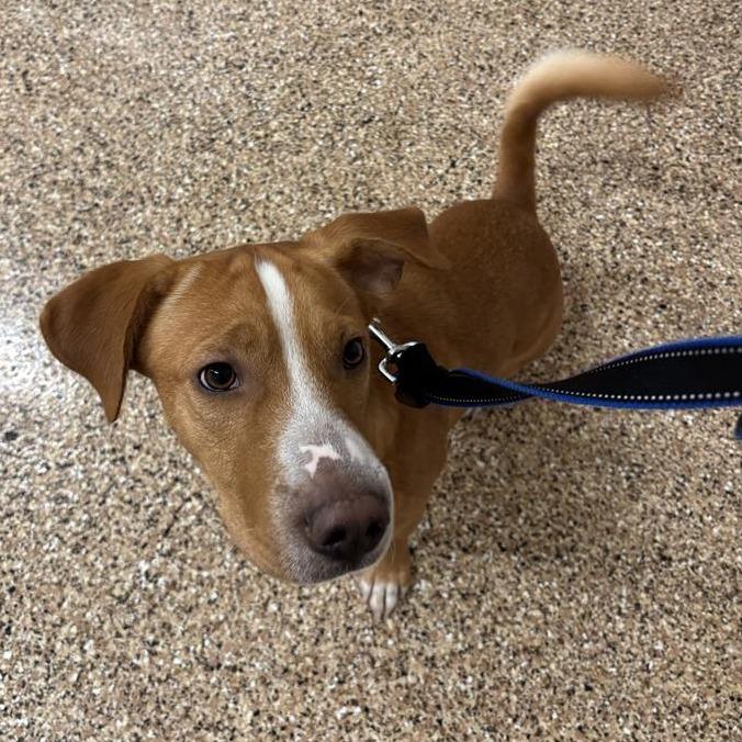 Shilo, a Adoptable mixed breed in Tempe, AZ image 2/6