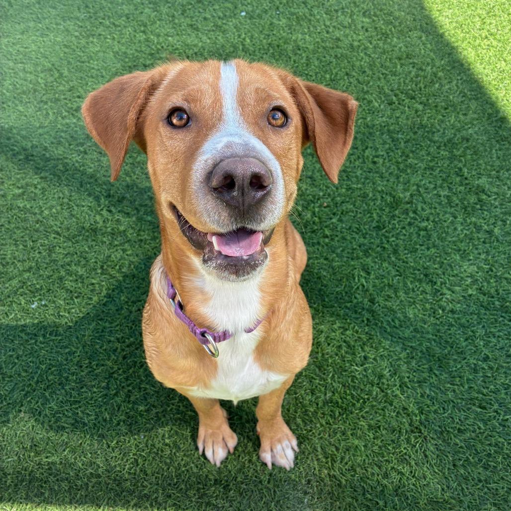 Shilo, a Adoptable mixed breed in Tempe, AZ image 3/6