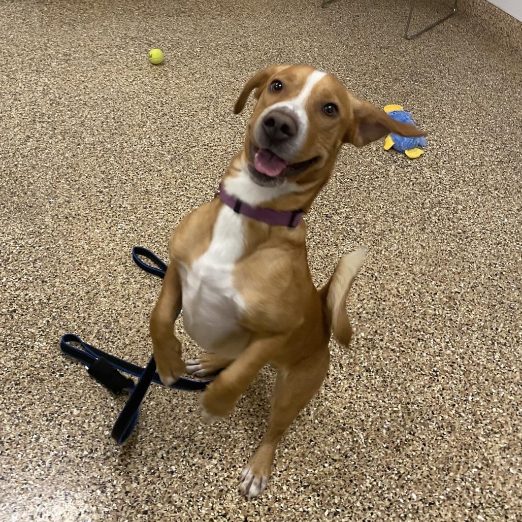 Shilo, a Adoptable mixed breed in Tempe, AZ image 4/6