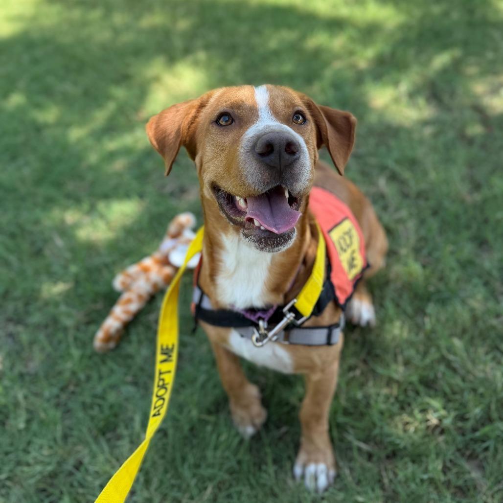 Shilo, a Adoptable mixed breed in Tempe, AZ image 5/6