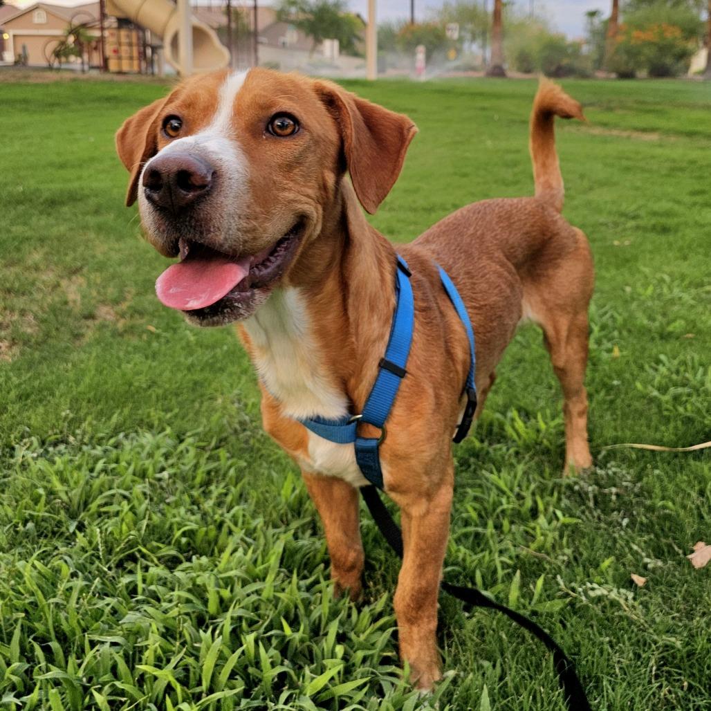 Shilo, a Adoptable mixed breed in Tempe, AZ image 6/6