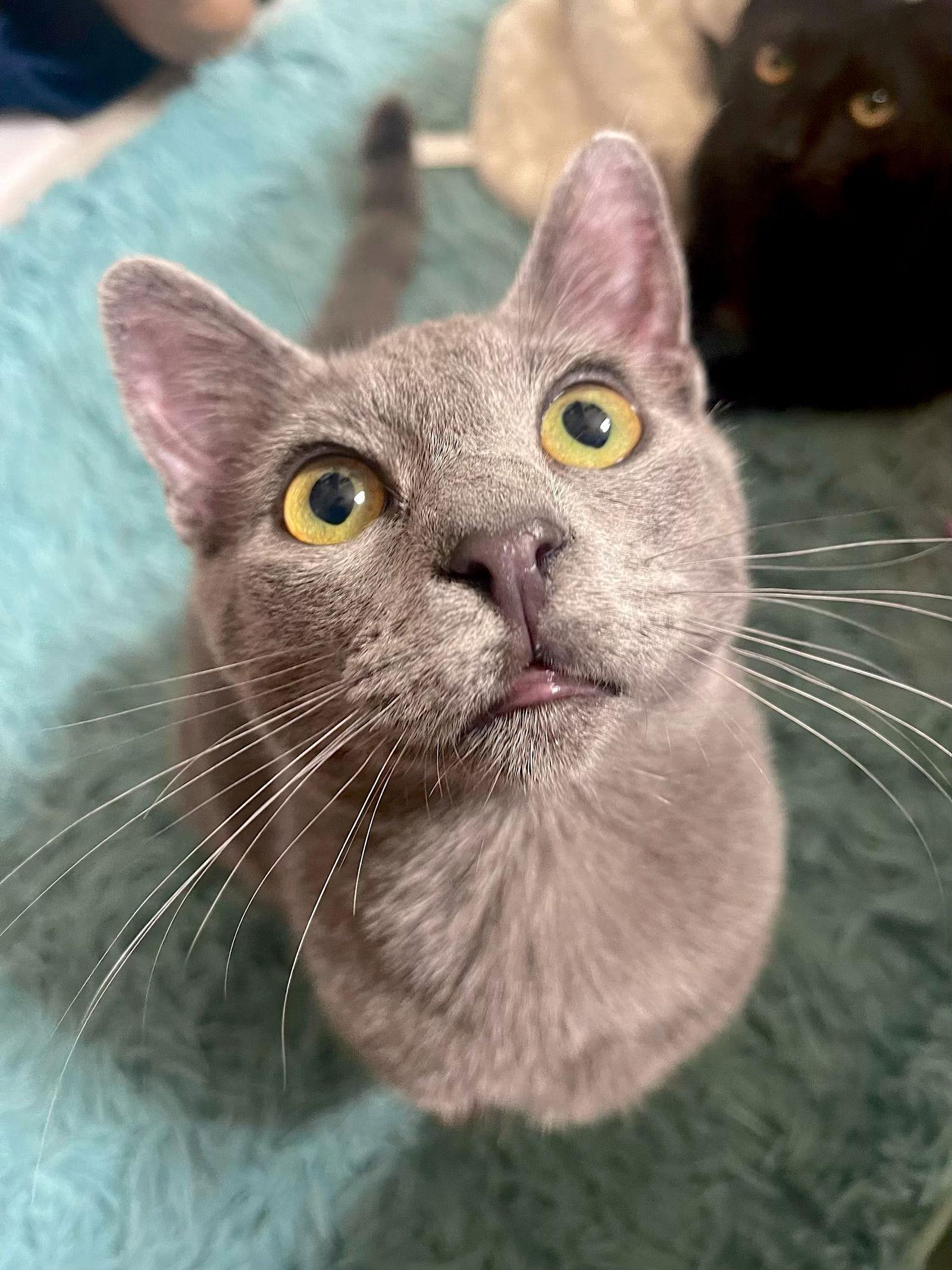 GIZMO - bonded with Shade, Adoptable, Young Male Domestic Short Hair.