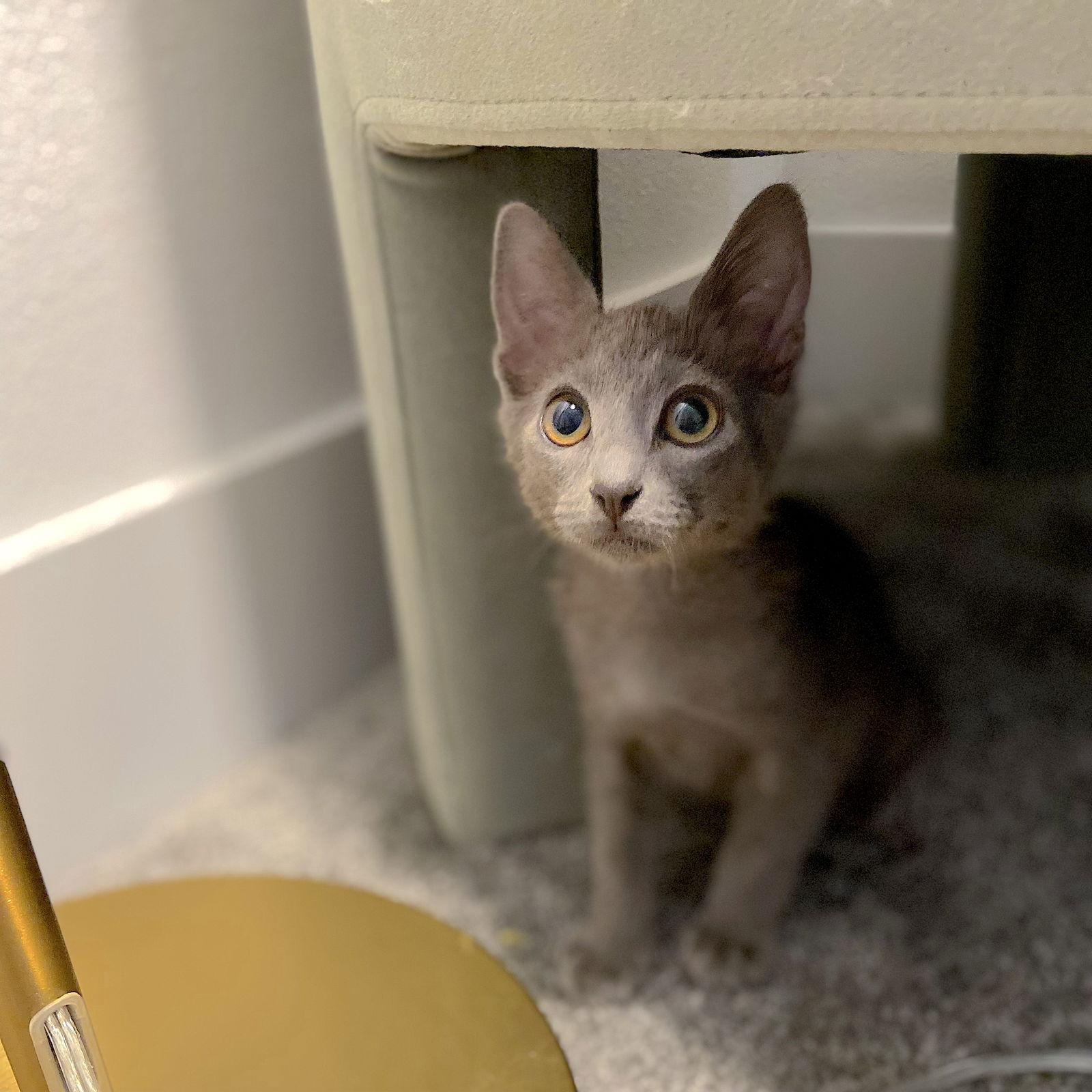 Enlarge GIZMO - bonded with Shade, a Adoptable Domestic Short Hair in Fremont, CA image 2/3