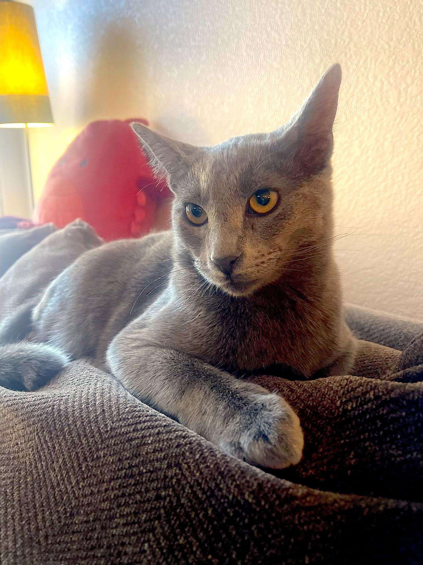 Enlarge GIZMO - bonded with Shade, a Adoptable Domestic Short Hair in Fremont, CA image 2/3