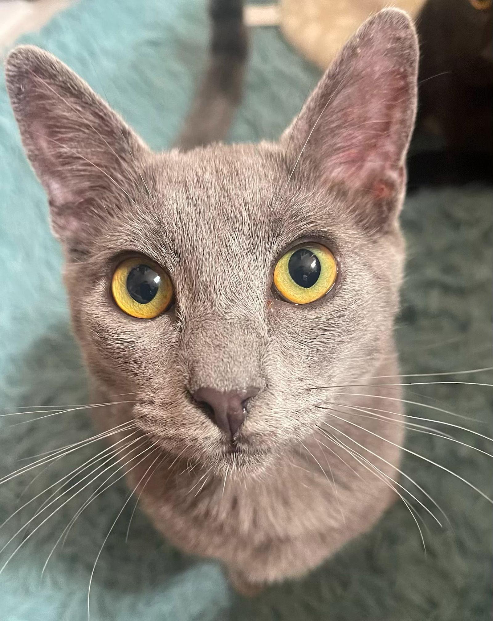 Enlarge GIZMO - bonded with Shade, a Adoptable Domestic Short Hair in Fremont, CA image 3/3