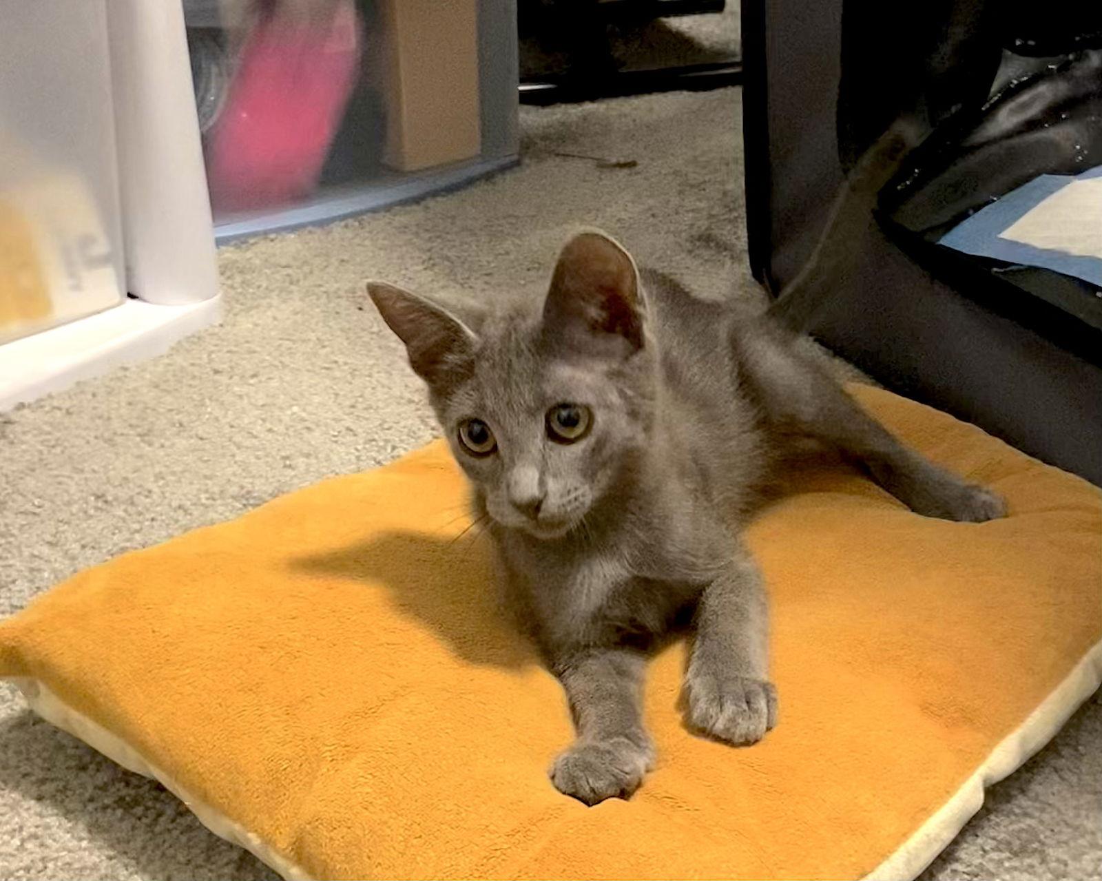 Enlarge GIZMO - bonded with Shade, a Adoptable Domestic Short Hair in Fremont, CA image 3/3