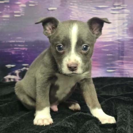 Enlarge Lincoln, a Adoptable mixed breed in Fort Collins, CO image 1/6