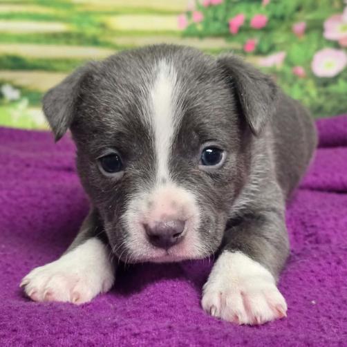 Enlarge Lincoln, a Adoptable mixed breed in Fort Collins, CO image 2/6