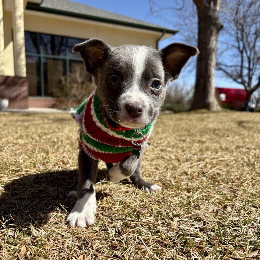 Enlarge Lincoln, a Adoptable mixed breed in Fort Collins, CO image 3/6