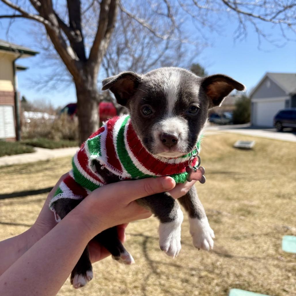 Enlarge Lincoln, a Adoptable mixed breed in Fort Collins, CO image 4/6
