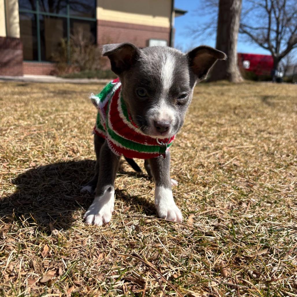 Enlarge Lincoln, a Adoptable mixed breed in Fort Collins, CO image 5/6