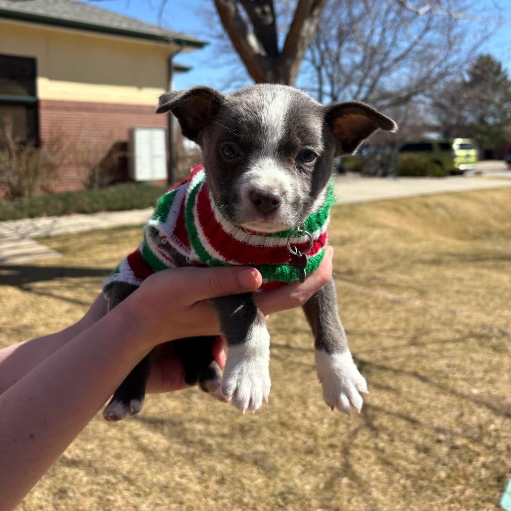 Enlarge Lincoln, a Adoptable mixed breed in Fort Collins, CO image 6/6