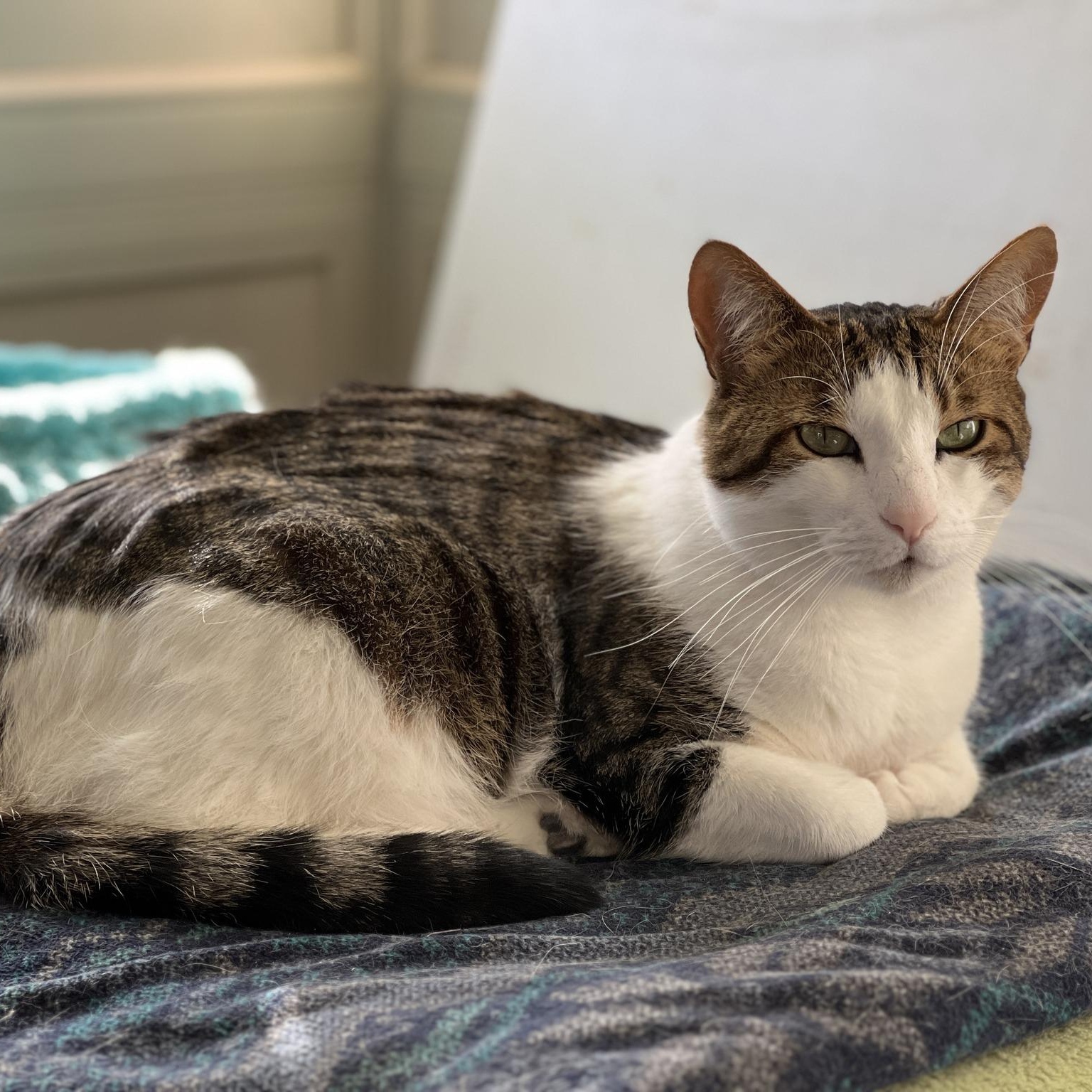 Enlarge Snickers, an adoptable mixed breed in Germansville, PA image 5/5